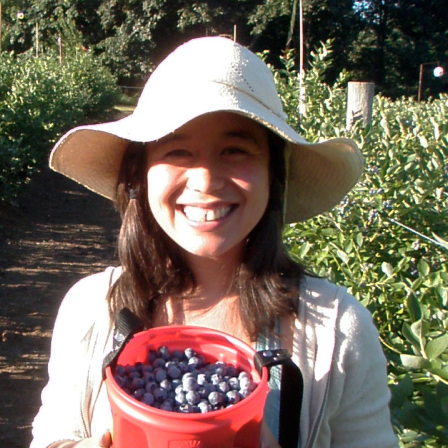 Blueberries - Oregon Grown, Dried, Organic