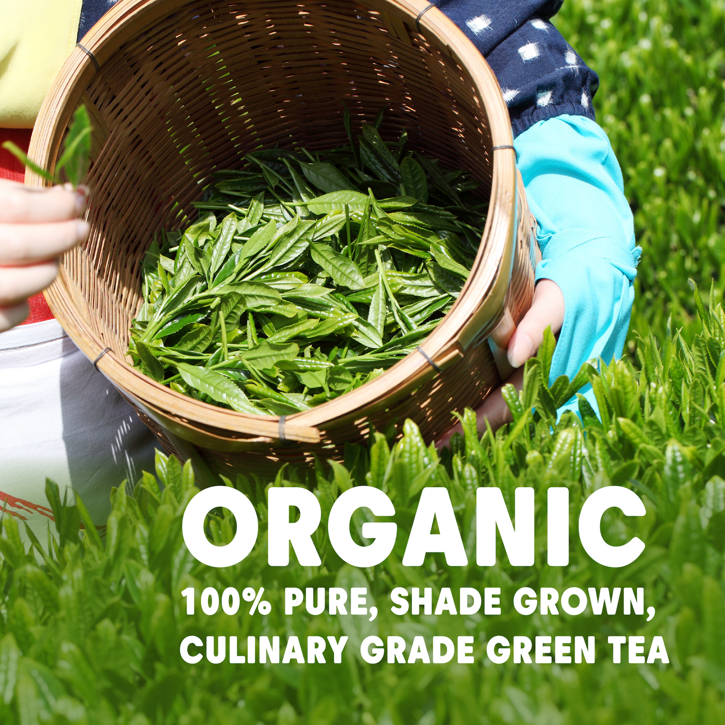 Matcha Green Tea Powder - Culinary Grade, Organic