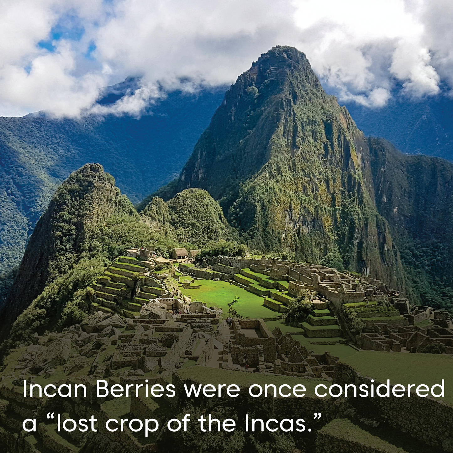 Incan Berries - Dried, Organic