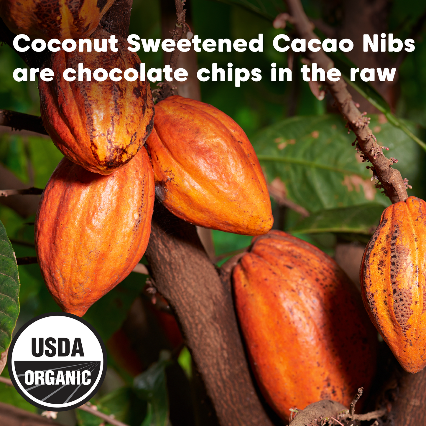 Cacao Nibs  - Coconut Nectar Sweetened, Organic