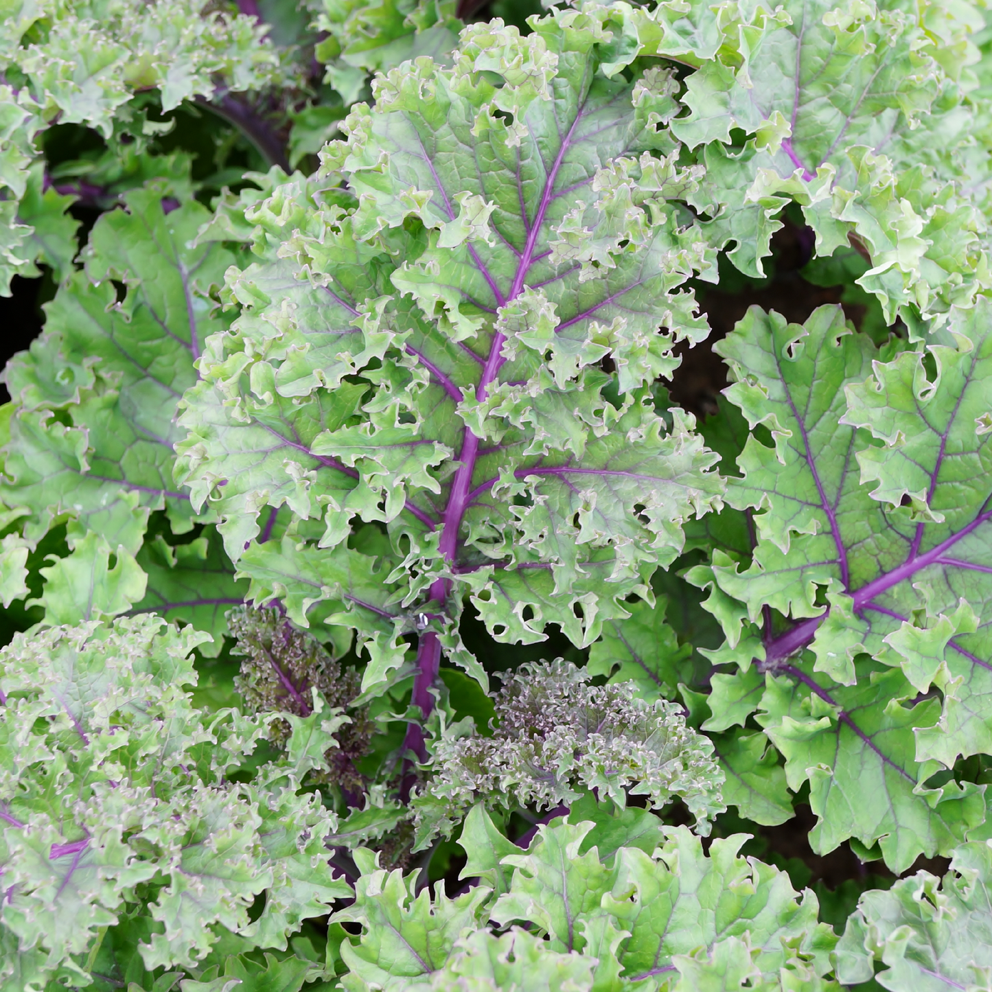 Kale Powder - Raw, Organic