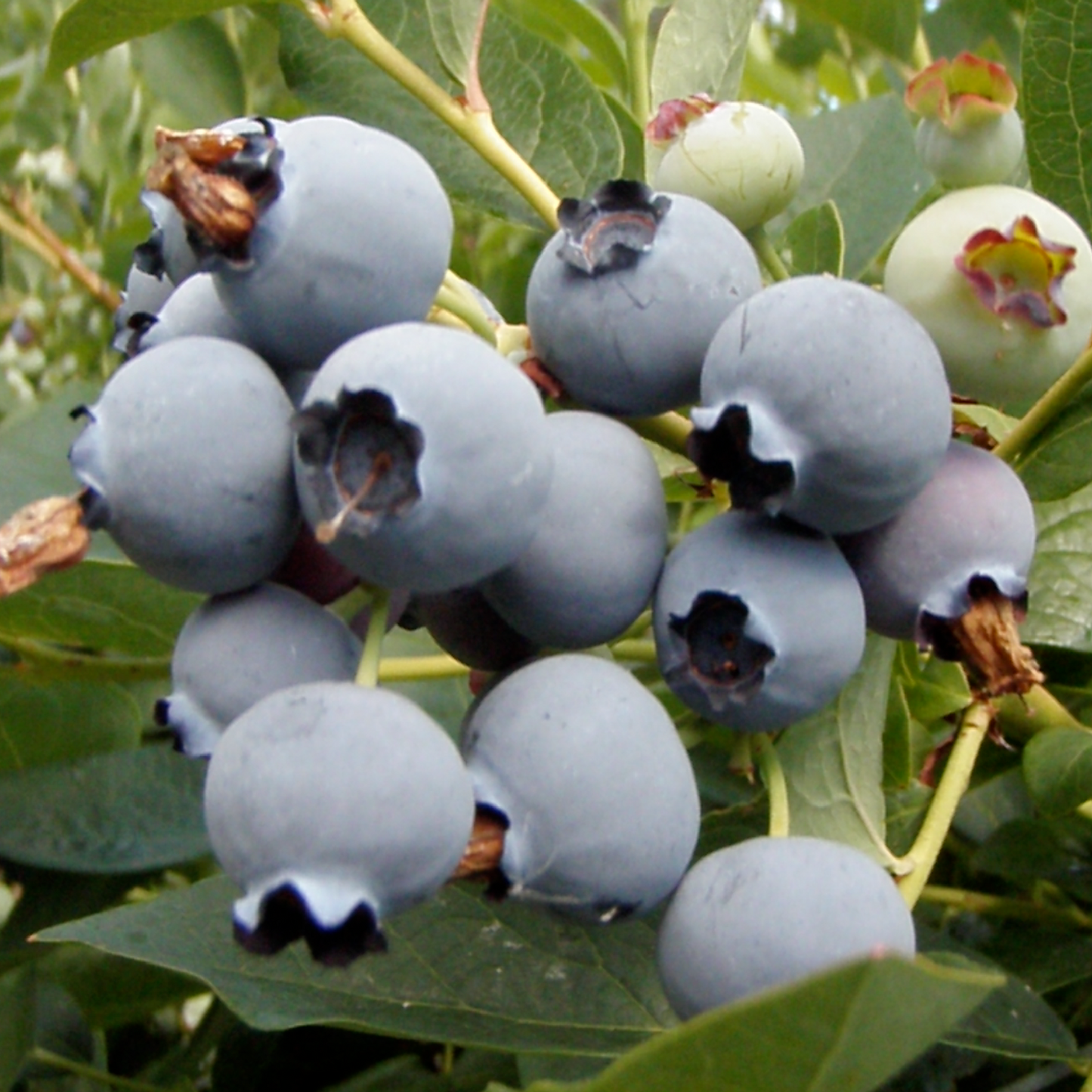 Blueberries - Oregon Grown, Dried, Organic