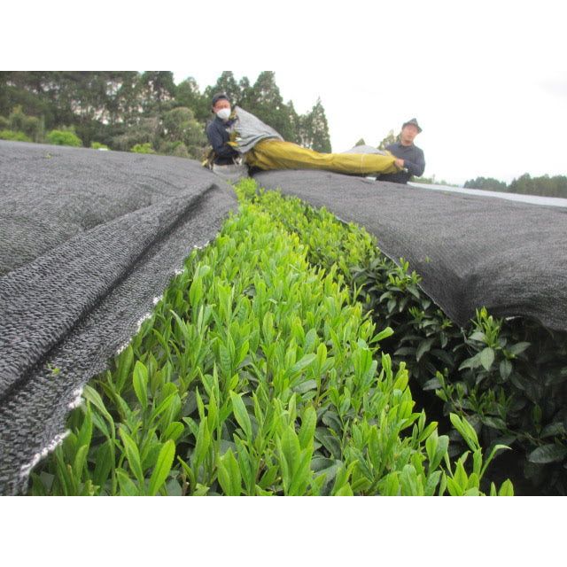 Gyokuro Green Tea - Organic