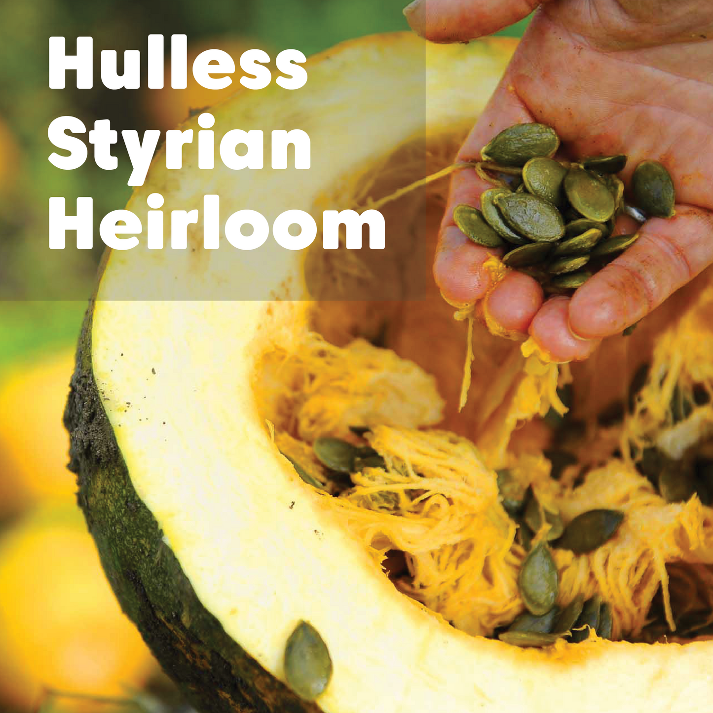 Heirloom Pumpkin Seeds - Organic, Raw