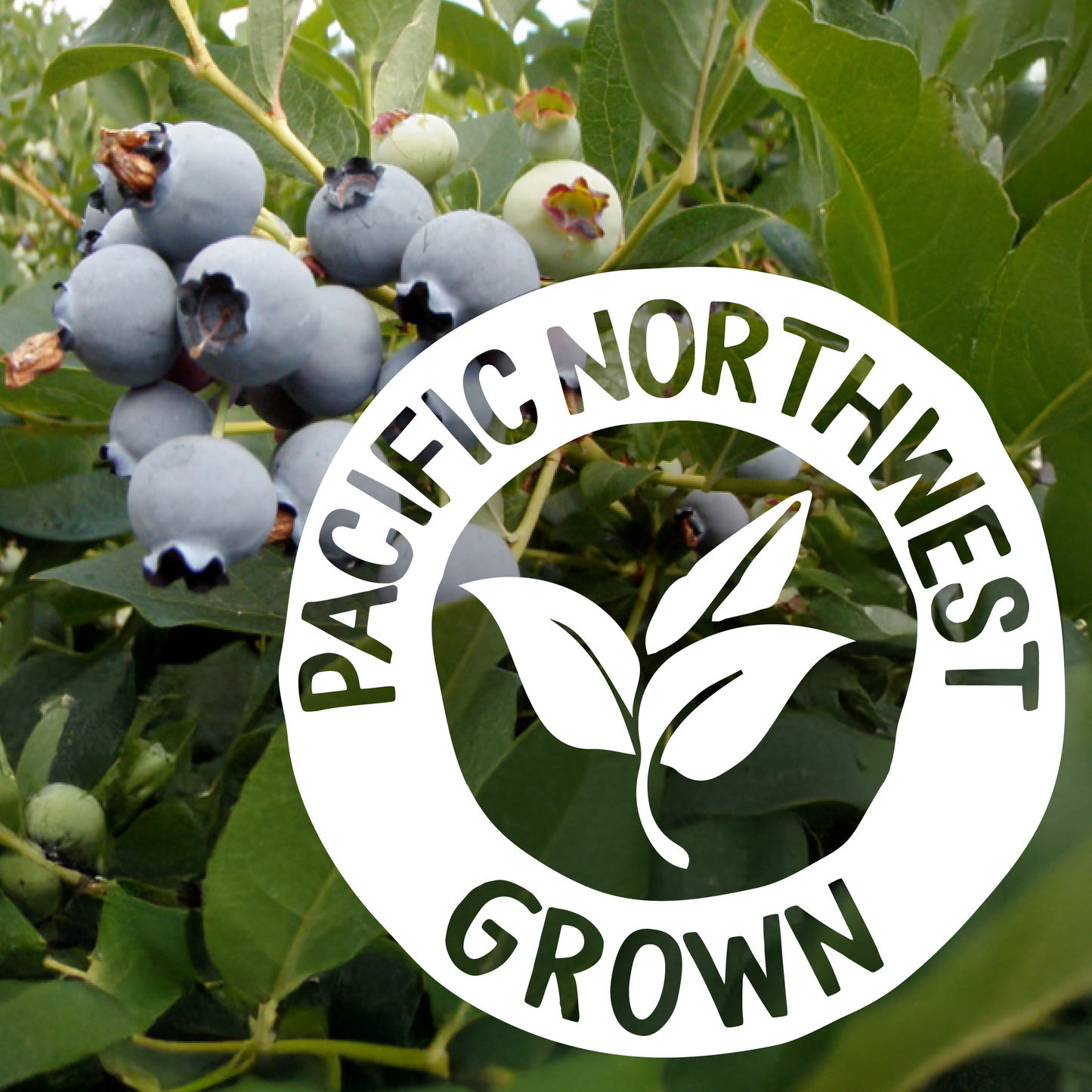 Blueberries -  Organic, Pacific Northwest-Grown