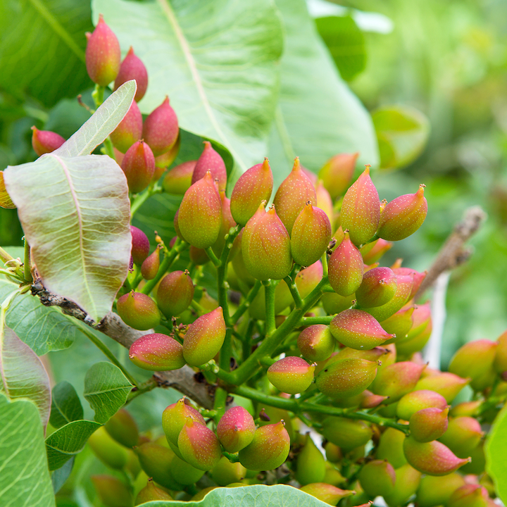 Pistachios - California Grown, Whole Kernels, Organic, No Shell